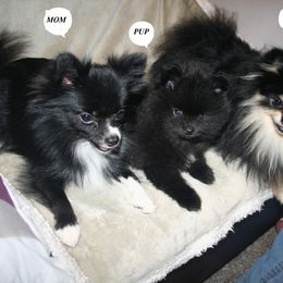 Pomeranian Puppies from Pitter Patter Pomeranian Palace
