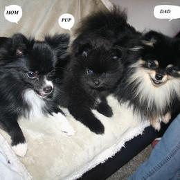 Pomeranian Puppies from Pitter Patter Pomeranian Palace