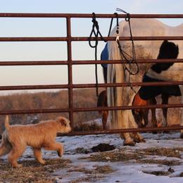 Australian Shepherd and Soft Coated Wheaten Terrier Puppies from Ironwood Ridge Kennels