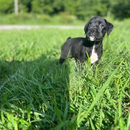 Girl 1 - Brindle female Boxer puppy in Prestonsburg, Kentucky from Diamond Standard Boxers