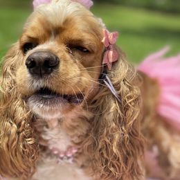 Cocker Spaniel All Grown Up from Trulove Cocker Spaniels