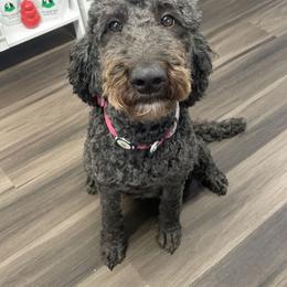 Kona - Goldendoodle