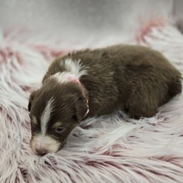 Australian Shepherd Puppies from Crooked Creek Australian Shepherds