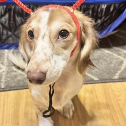 Marshall - Dachshund