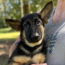Kane - Black and tan male German Shepherd puppy in Florida from Best Shepherds