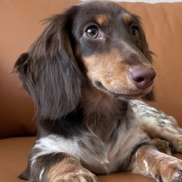 Daizie - Dachshund