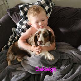 Oakleigh - Dachshund