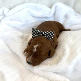 PLUM - Red  male Goldendoodle puppy in Independence, Oregon from Ankeny Doodles