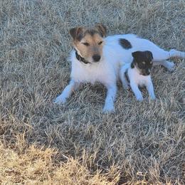 Parson Russell Terrier and Rhodesian Ridgeback Puppies from River Run Parson Russell terriers & River Run Ridgebacks