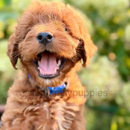 Miniature-1st pick - Red  male Goldendoodle puppy in Tennessee from Lee Family Puppies