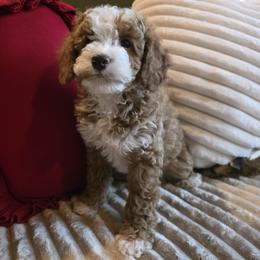 Comet - Apricot male Goldendoodle puppy in Bristol, Tennessee from 4goldendoodles