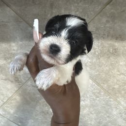 Male C - Parti male Miniature Schnauzer puppy in Pearland, Texas from K & S Schnauzers