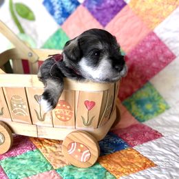 Miniature Schnauzer Puppies from MoonShadows Miniature Schnauzers