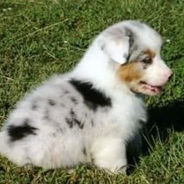 Australian Shepherds from Mari Jebens' Australian Shepherds