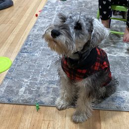 Miniature Schnauzer Puppies from Shadow River Schnauzers