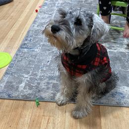 Miniature Schnauzer Puppies from Shadow River Schnauzers