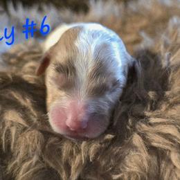 Ray 6 - Red merle male Aussiedoodle puppy in Redding, California from House Merrills Minis and Doodles