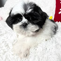 AKC Jack - Black and white male Shih Tzu puppy in Greenville, South Carolina from Babyface Shih Tzu