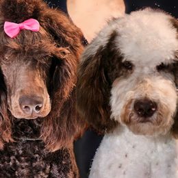 Aussiedoodles, Australian Shepherds, Poodles, and Sheepadoodles from Dande Poodles & Doodles, LLC