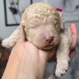Pink Collar - White female Poodle puppy in Colorado Springs, Colorado from Silly's Standard Poodles
