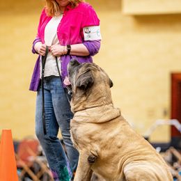 Mastiffs from Temblor Mastiffs