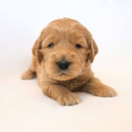"one of our boys!" Goldendoodle Puppies from Golden Meadow Farmstead