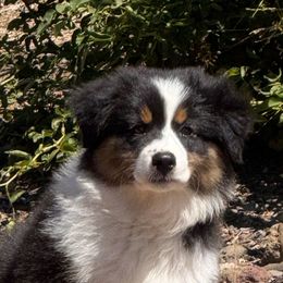 Girl 4 - Black tri-color female Australian Shepherd puppy in Lancaster, California from Leyline Australian Shepherds
