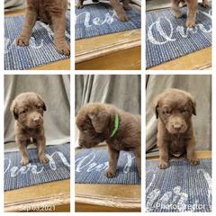 Chesapeake Bay Retriever, German Shorthaired Pointer, and Yorkshire Terrier Puppies from Northern Odyssey Gun Dogs