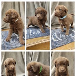 Chesapeake Bay Retriever, German Shorthaired Pointer, and Yorkshire Terrier Puppies from Northern Odyssey Gun Dogs