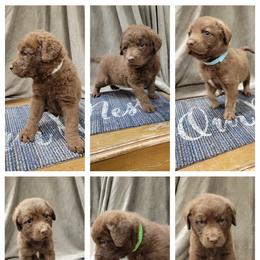 Chesapeake Bay Retriever, German Shorthaired Pointer, and Yorkshire Terrier Puppies from Northern Odyssey Gun Dogs