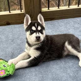Bella (Yellow) - Black and white female Siberian Husky puppy in Ellijay, Georgia from Appalachian Siberians LLC