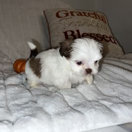 Boy 3 - Brindle and white Shih Tzu puppy in Bakersfield, California from Little pumpkin Shih Tzu’s