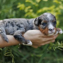 Tiki - Merle female Bernedoodle puppy in Gilbert, Arizona from Safe Havynn Doodles