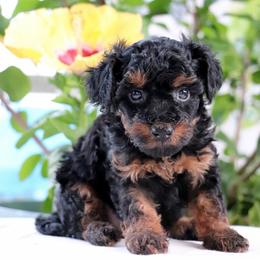 Patriot - Phantom male Poodle puppy in Goliad, Texas from Sassy Lil Aussies and Diamond W Poodles
