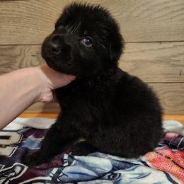 Amity - German Shepherd