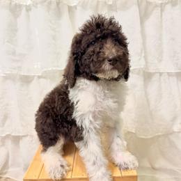 Pecan - Parti male Labradoodle puppy in Candler, North Carolina from Maple Bakin’ Doodles