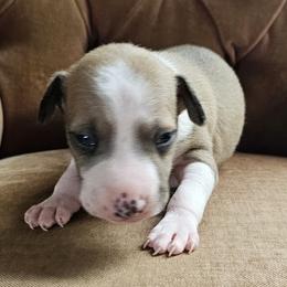 Boy 1 - Red fawn male Italian Greyhound puppy in Phillips, Maine from Maplewood Italian Greyhounds