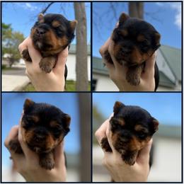 Little Miss Daisy May AKC - Black and tan female Yorkshire Terrier puppy in Hope, Indiana from DJ Yorkies
