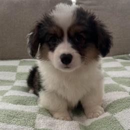 Denim - Black and tan male Pembroke Welsh Corgi puppy in Waco, Texas from The Comma Corgis