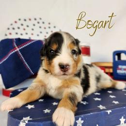Bogart - The Gentleman - Blue merle male Australian Shepherd puppy in Pittsville, Wisconsin from Match Dot Pup