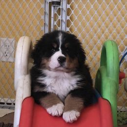 Bernese Mountain Dog All Grown Up from Bugziere Bernese Mountain Dogs