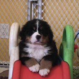 Bernese Mountain Dog All Grown Up from Bugziere Bernese Mountain Dogs