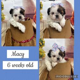 Macy - Black and white female Shih Tzu puppy in Claremont, California from Lovable Shih Tzus