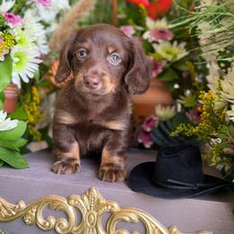 Todd - Chocolate and tan male Dachshund puppy in Wills Point, Texas from Duck Creek Farm