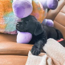 Labrador Retriever Puppies from Landon J Farms Labrador Retrievers