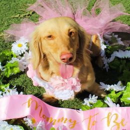 Dachshund puppies from Michel Creek Kennel