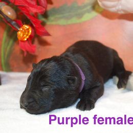 German Shepherd Puppies from Von Der Havier German Shepherds