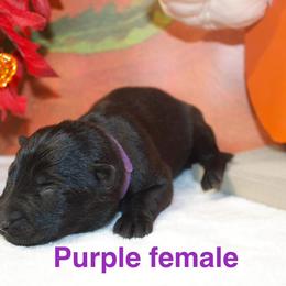 German Shepherd Puppies from Von Der Havier German Shepherds