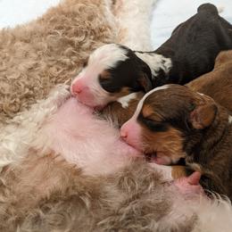 Bernedoodle, Goldendoodle, and Poodle Puppies from Teddy Doodles & Standard Poodles