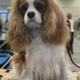 Cavalier King Charles Spaniels from Windkiss Cavaliers